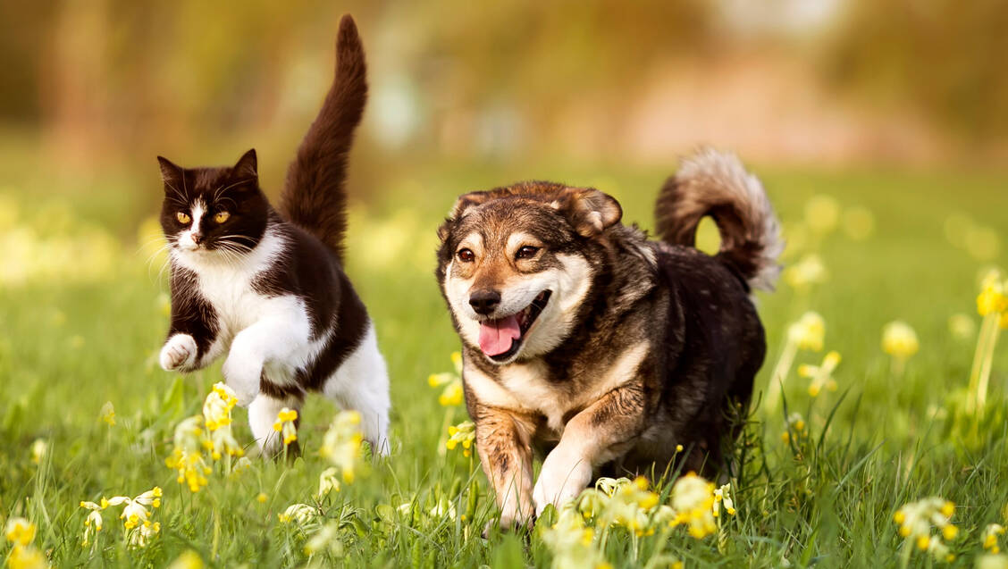 Tierbewegung-Hunde-planen-Katzen-experimentieren
