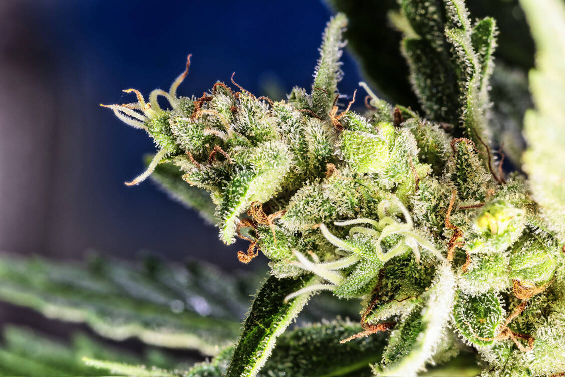 Fertigarzneimittel-vor-Rezeptur-Vorwurf-der-Einflussnahme-bei-Cannabis-Regelung