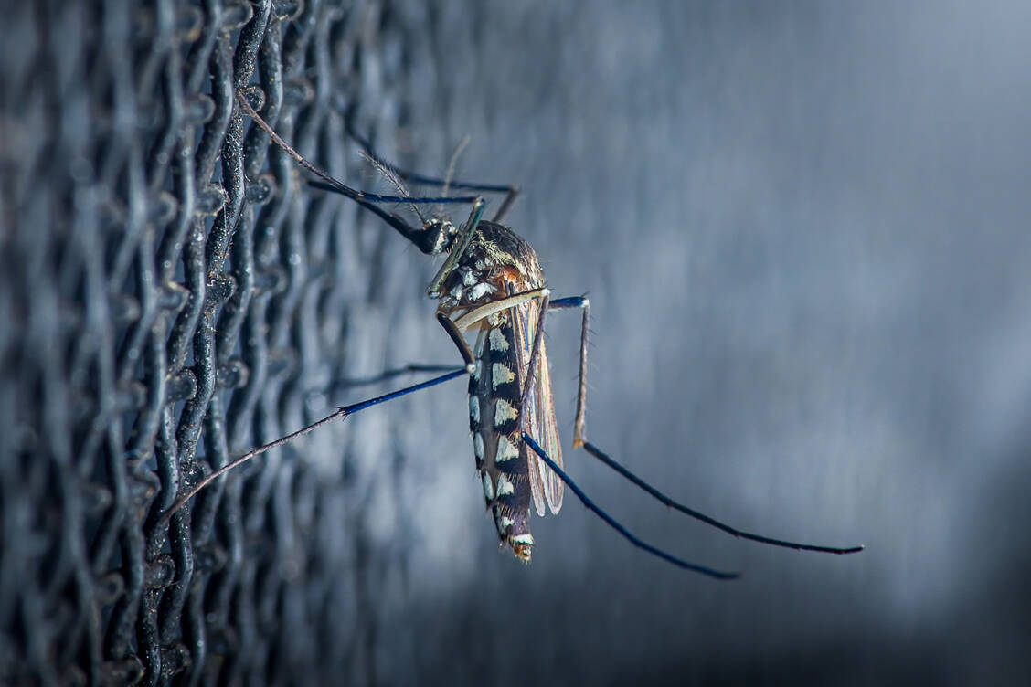 Invasive-M-cken-K-nftig-k-nnte-auch-der-Norden-betroffen-sein