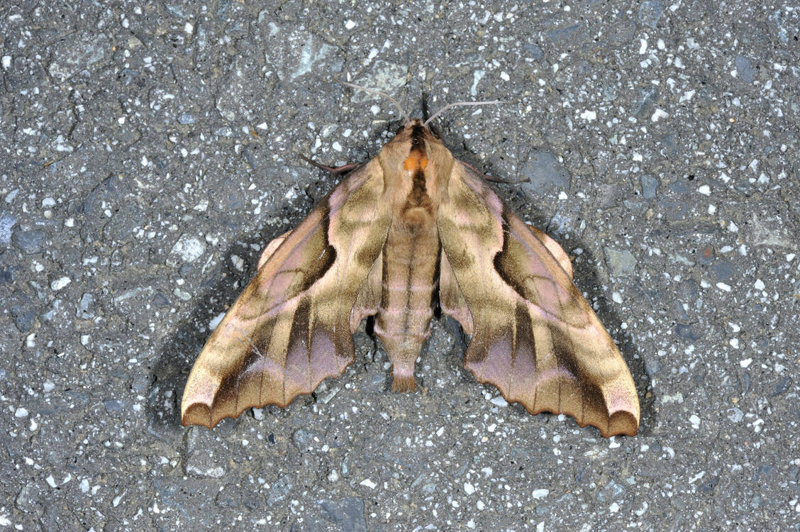 Kuriosit-t-der-Natur-Fauchende-Schmetterlinge