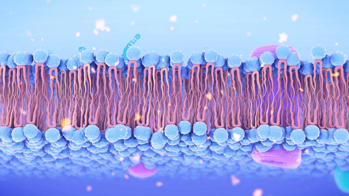 Fettleber-Phospholipide-helfen-bei-der-Regeneration