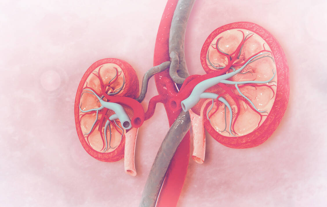 Glomerulonephritiden-Innovative-Therapien-halten-Nierenversagen-auf