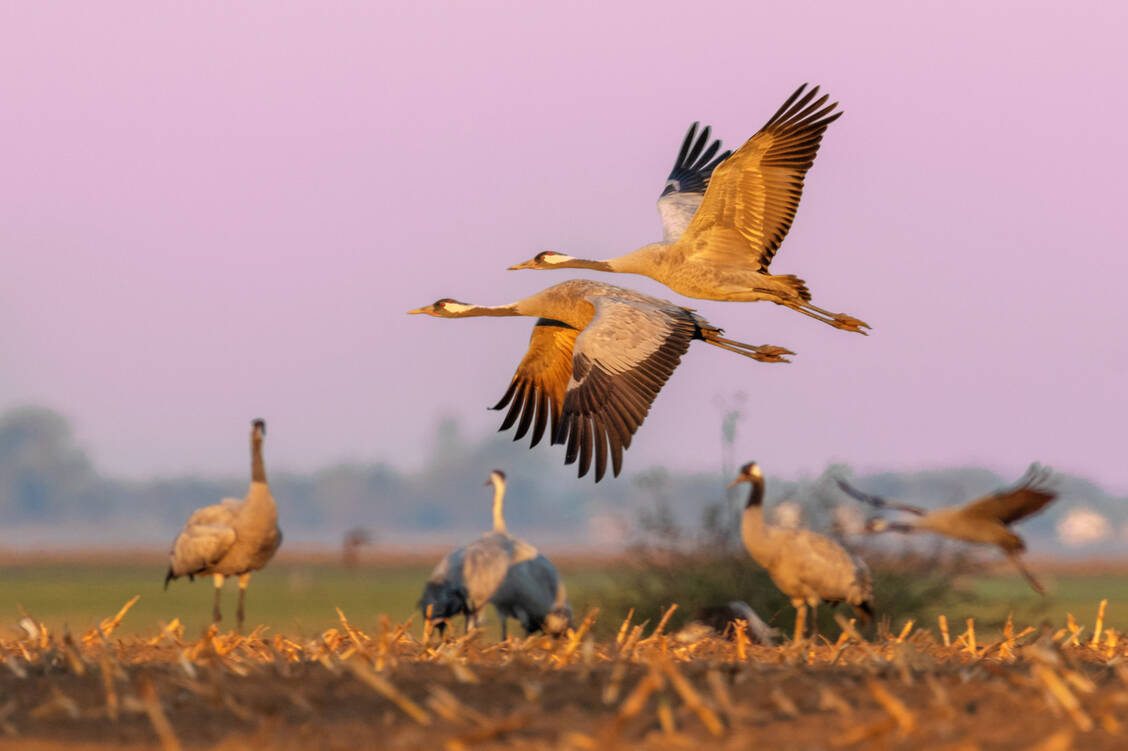 Tierseuche-Starke-Vogelgrippewelle-in-Deutschland
