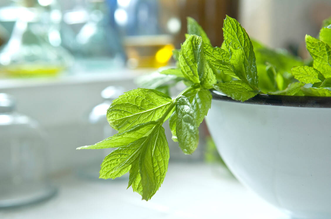 Zu-Phytos-gut-beraten-Pflanzliches-mit-Evidenz-bei-Reizmagen-und-Reizdarm