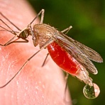 Malaria: Parasit lockt M�cke zum Menschen