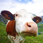 BSE: Prionen �bertragen sich �ber die Luft