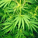 Bundestag kritisch gegen�ber Cannabis in der Medizin