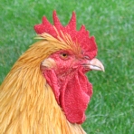 Vogelgrippe im Harz