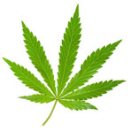 USA: Regierung genehmigt Marihuana als Medikament
