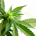 Cannabis-Anbau f�r Kranke nicht pauschal verboten