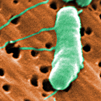 Cholera: Impfung auch nach Ausbruch wirksam