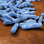 Wie Bakterien unser Immunsystem trainieren