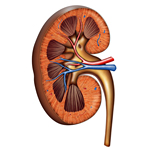Erlotinib: Therapieansatz bei seltener Nierenerkrankung