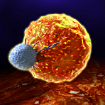 Tumoren: Neue Indikationen f�r Everolimus