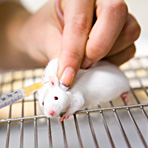 Telomerase-Gentherapie verl�ngert M�useleben