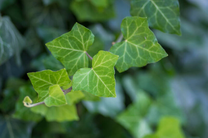 elefantenfuss blätter knicken Elefantenfuss | Beaucarnea recurvata