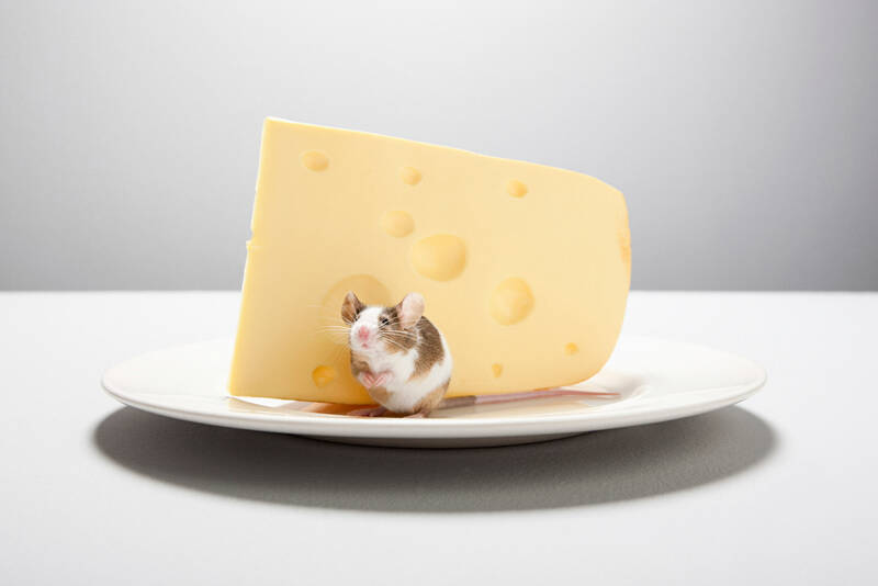 Alte Mäuse leben länger dank Semaglutid Alte Mäuse leben länger dank Semaglutid