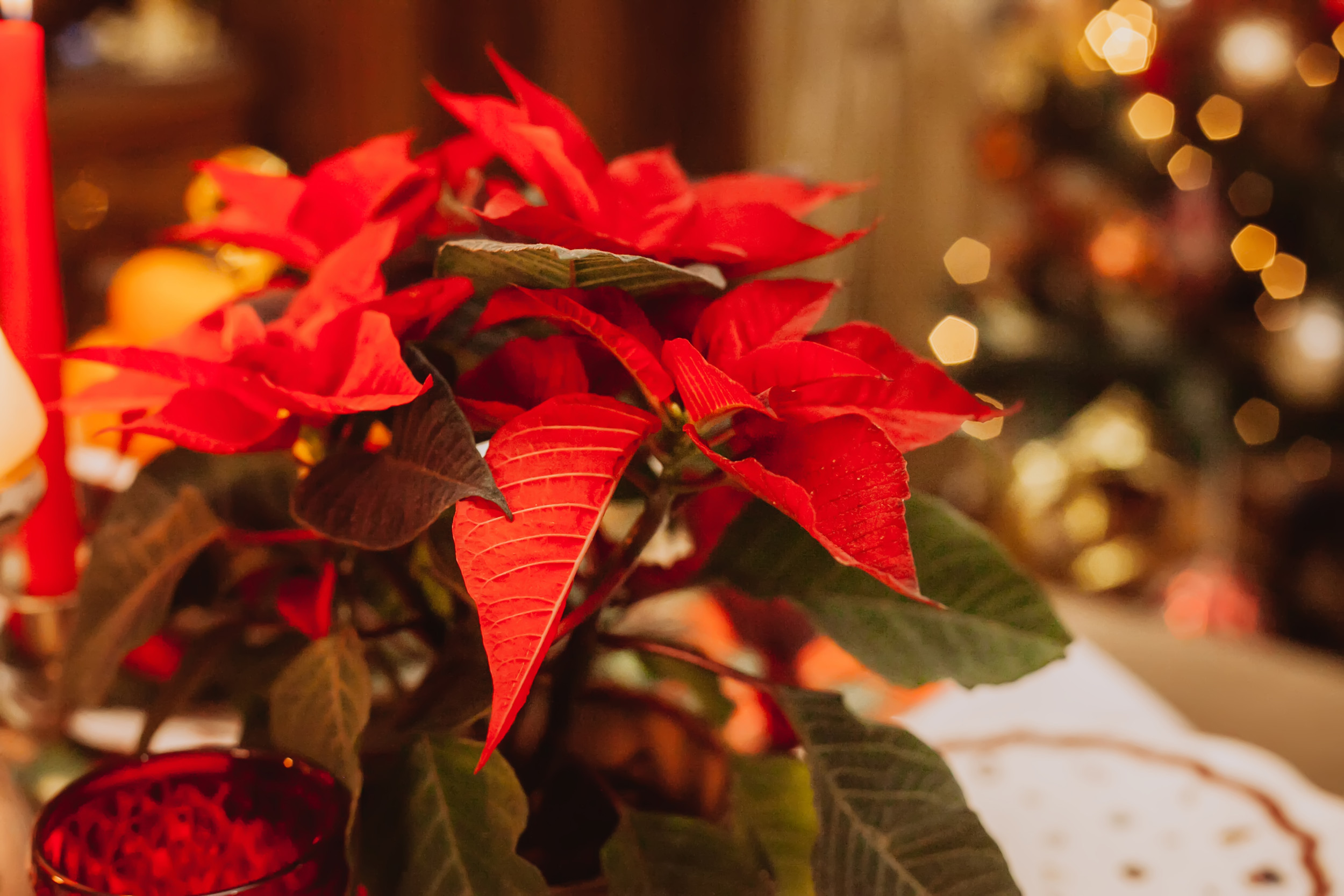 Diese Weihnachtspflanzen sind giftig | PZ  Pharmazeutische Zeitung
