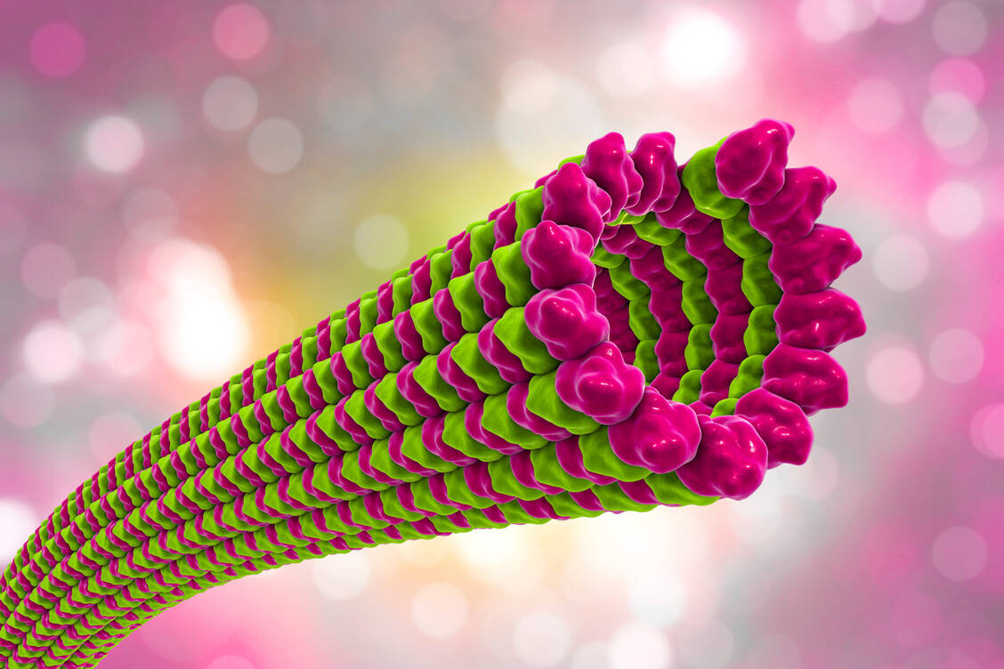 Sabizabulin sorgt dafür, dass die Mikrotubuli des Zytoskeletts polymerisieren, und bringt damit den intrazellulären Transport zum Erliegen. / Foto: Adobe Stock/Kateryna_Kon