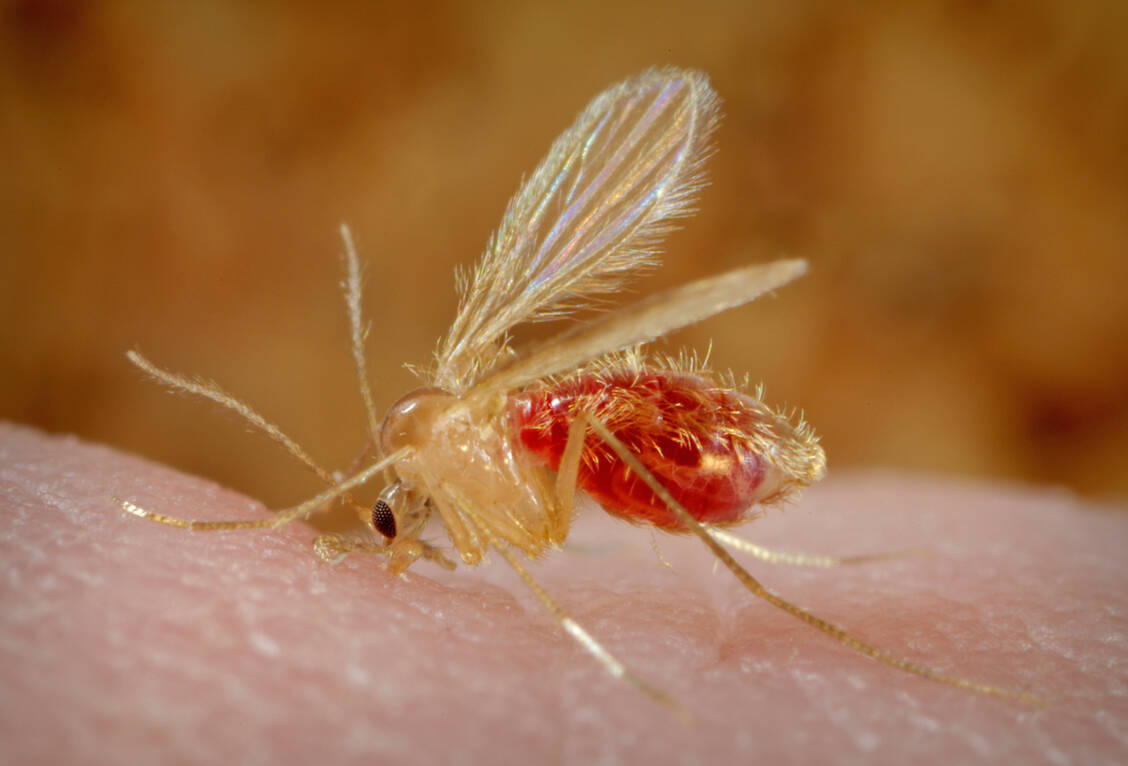 Sandmücken sind schlechte Flieger. Um sich vor Stichen mit den Übrträgern der Leishmaniose-Erreger zu schützen, reicht es, sich im ersten Stock von Gebäuden aufzuhalten. Dort können sie nicht hingelangen. / Foto: CDC/Frank Collins