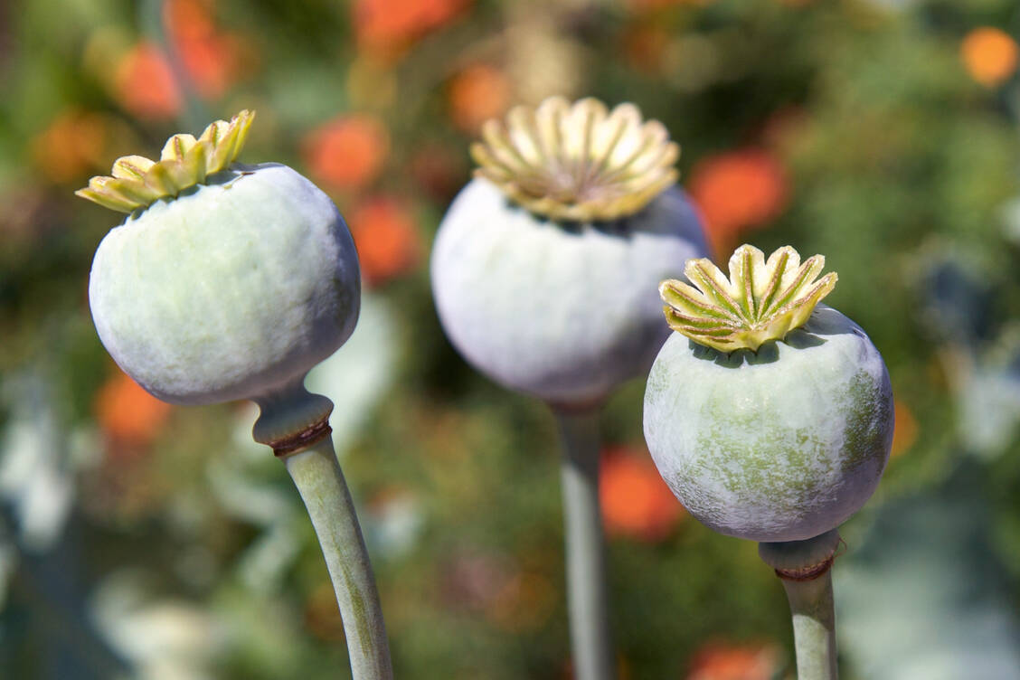 Die Isolierung der Opioide aus dem Schlafmohn gelang zuerst dem Apotheker Friedrich Wilhelm Sertürner. / Foto: Natalie Prinz - Fotolia.com