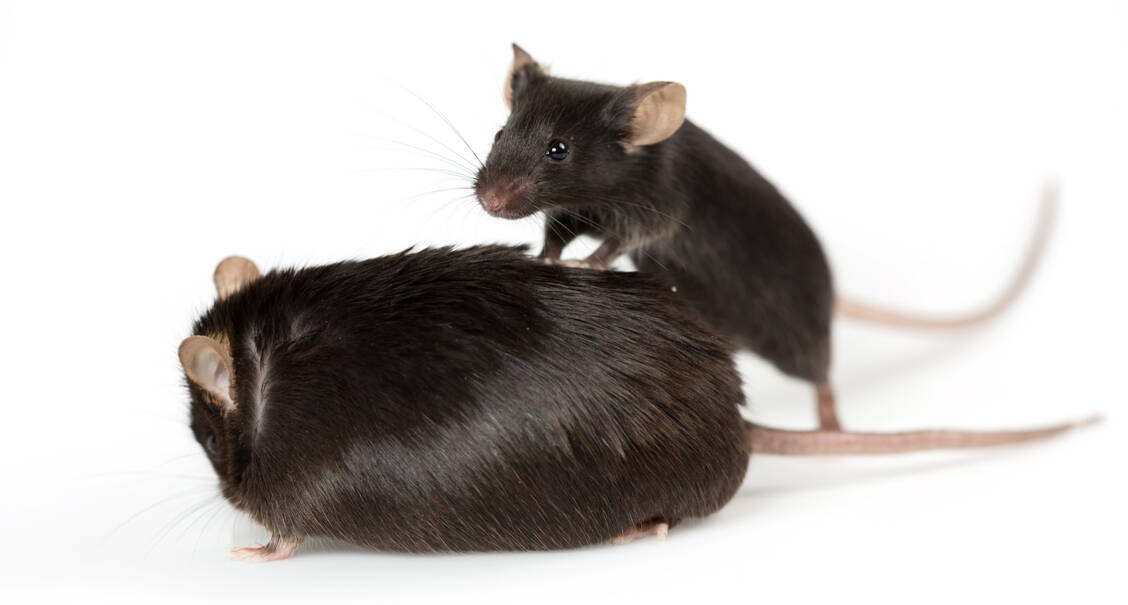 In Versuchen mit Mäusen konnte ein HDAC6-Inhibitor die Wirkung des Sättigungshormons Leptin wiederherstellen und bei den Tieren das Körpergewicht reduzieren. / Foto: Shutterstock/Janson George