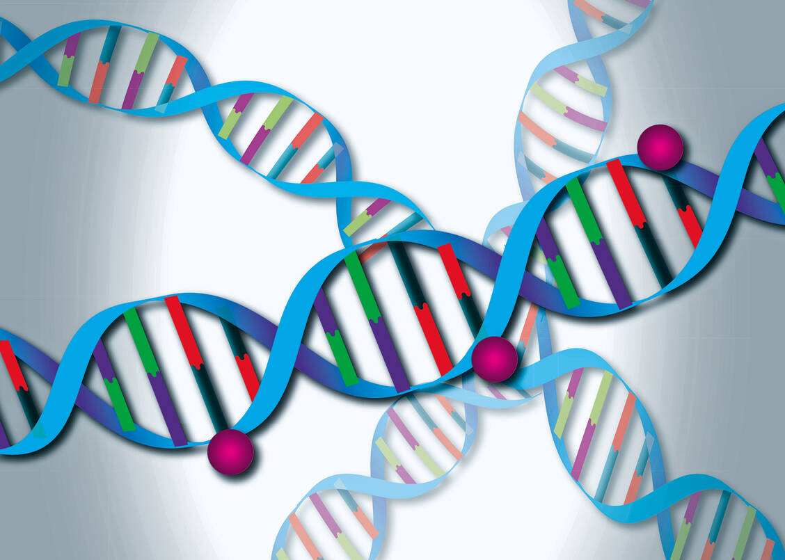 Ein wichtiger epigenetischer Modulator: Methylreste an Cytosinbasen der DNA entscheiden mit darüber, ob ein Genabschnitt abgelesen wird oder nicht. Darüber hinaus gibt es zahlreiche weitere epigenetische Modifikationen. / Foto: DKFZ/Schuster
