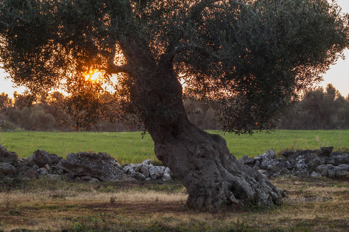 Das grüne Herz Süditaliens ist massiv bedroht: Das Bakterium Xylella fastidiosa hat schätzungsweise bereits 10 bis 15 Millionen Olivenbäume dahingerafft. / Foto: Adobe Stock/CosimoGiovanni