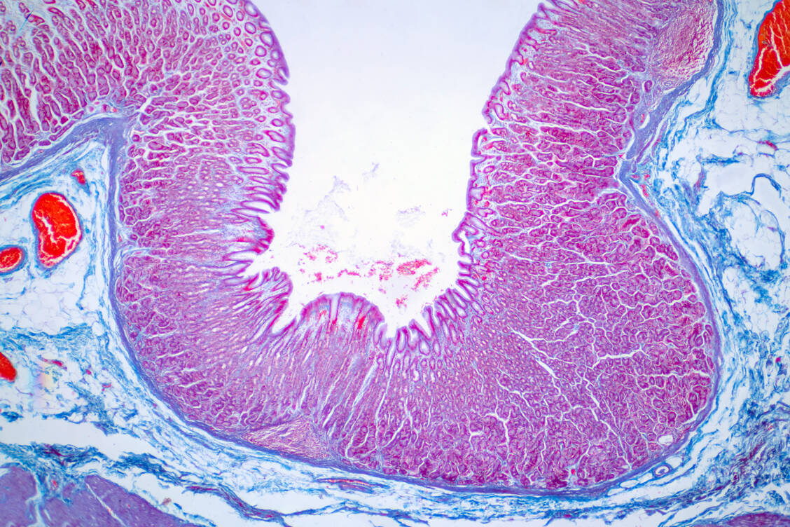 Die Darmschleimhaut erneuert sich dank vieler aktiver Stammzellen alle fünf bis zehn Tage vollständig. / Foto: Getty Images/ Science Photo Library/ Choksawatdikorn