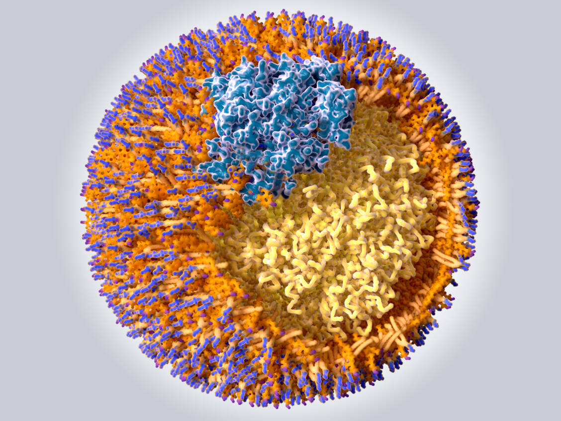 LDL-Partikel haben eine Größe von etwa 18 bis 25 nm und bestehen aus Apolipoprotein B100 (blau), Phospholipiden (orange und blau), Cholesterol (orange und violett) sowie Cholesterolester und Triglyceriden (gelb). / Foto: Adobe Stock/Juan Gärtner