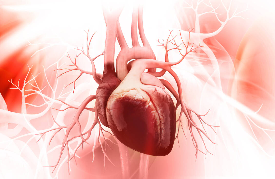 Bestimmte Natriumkanäle am Herzen sind an der Entstehung von Arrhythmien beteiligt. / © Shutterstock/Liya Graphics