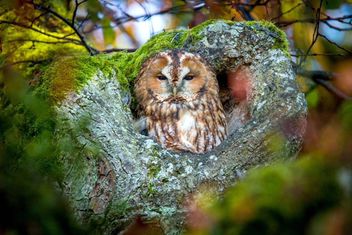 Die bundesweit erste West-Nil-Infektion in diesem Jahr wurde bei einem Waldkauz im Tierpark Dessau, Sachsen-Anhalt, festgestellt. / Foto: Adobe Stock/Alexander Limbach