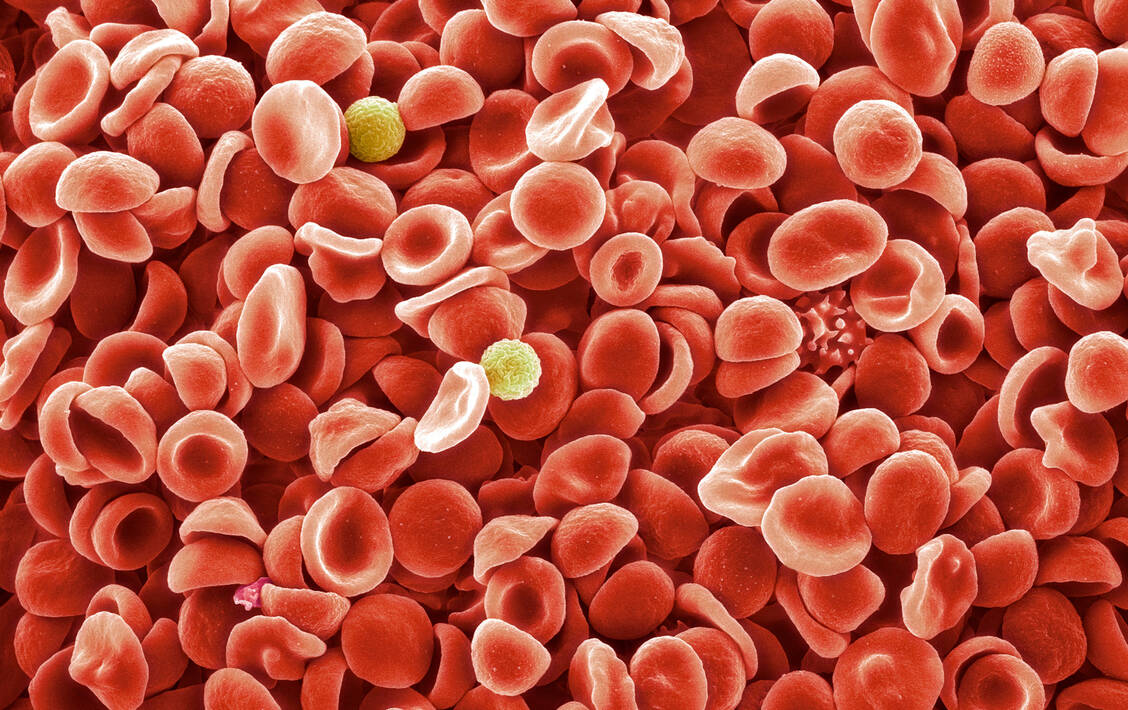 Das Blut enthält 90 Prozent aller Zellen des Körpers, aber die meisten davon sind Erythrozyten und Thrombozyten. Lediglich 2 Prozent der Immunzellen des Körpers zirkulieren im Blut. / Foto: Getty Images/Science Photo Library/Steve Gschmeissner