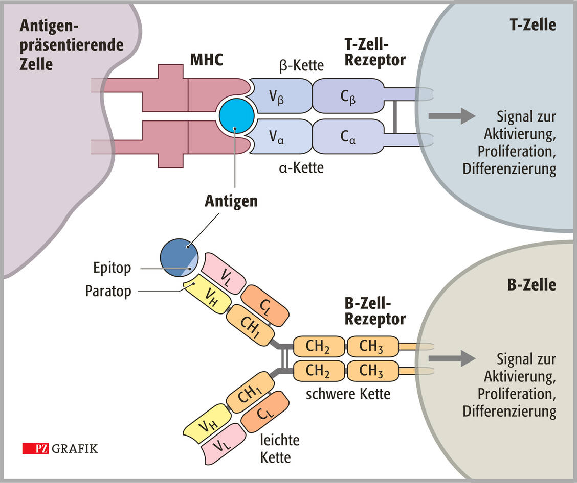 Abbildung 1: B- und T-Zellrezeptor: Der T-Zell-Rezeptor besteht aus einer α- und einer ß-Kette und erkennt nur Antigene, die von antigenpräsentierenden Zellen über Moleküle des Haupthistokompatibilitätskomplexes (MHC) präsentiert werden. Der B-Zell-Rezeptor besteht aus zwei leichten und zwei schweren Ketten. T- und B-Zell-Rezeptoren binden mit ihrem jeweiligen Paratop an das passende Epitop des zugehörigen Antigens.) / Foto: PZ/Stephan Spitzer
