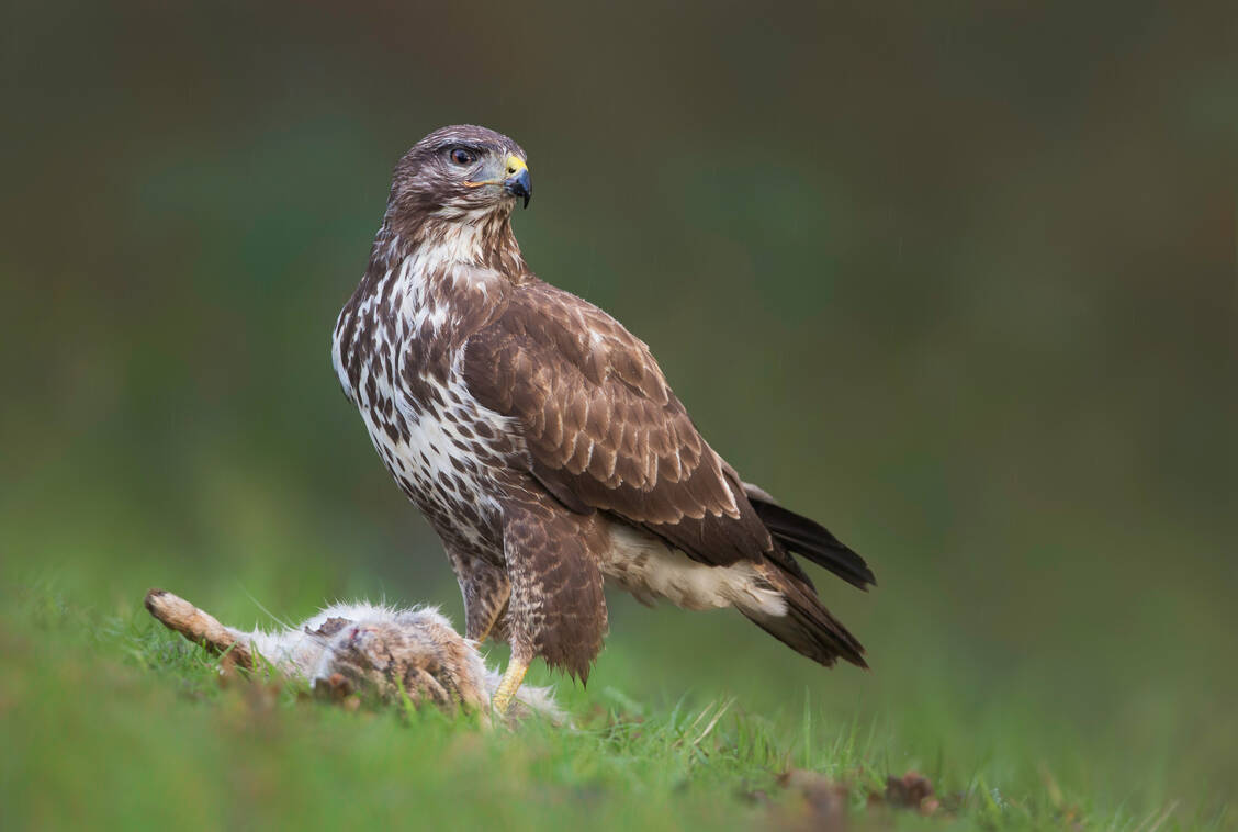 Auf Rügen wurde bei einem Mäusebussard Vogelgrippe nachgewiesen. / Foto: Getty Images/Kristian Bell