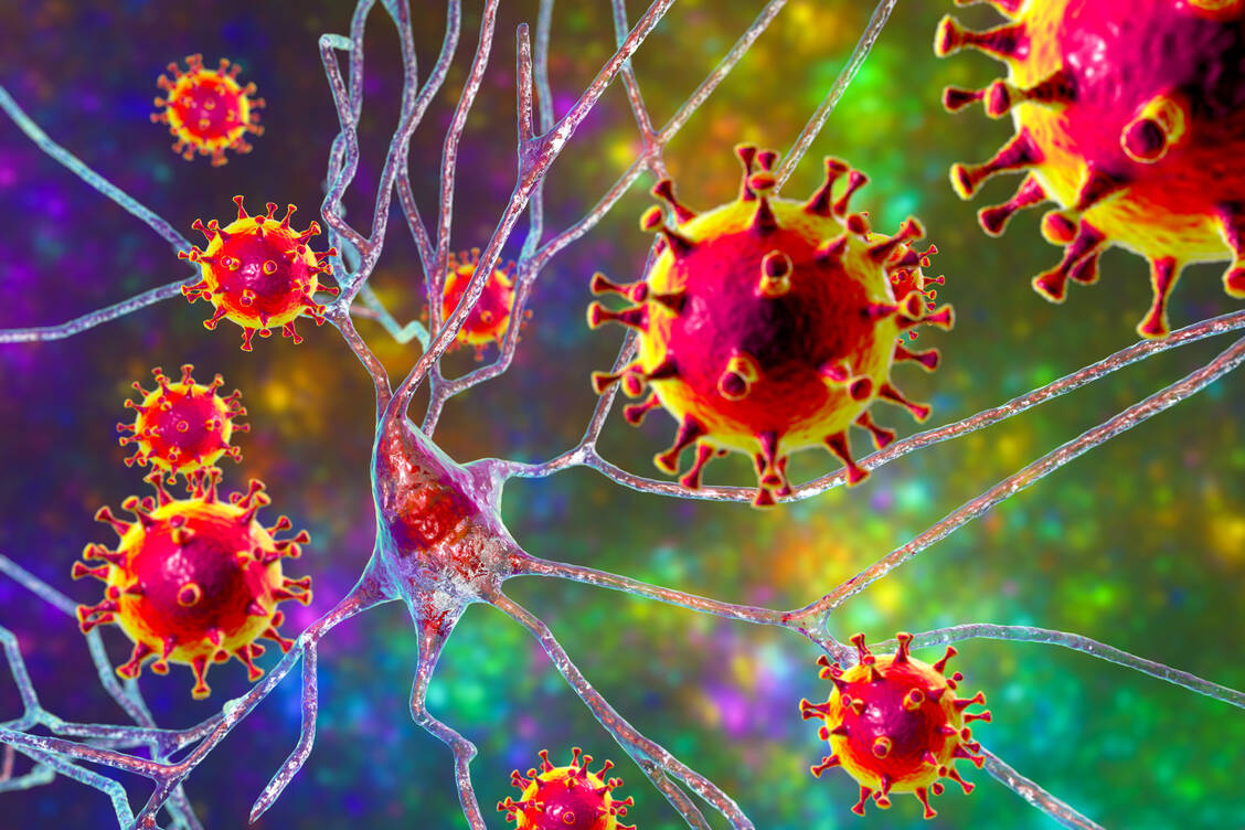 Virusinfektionen scheinen sich öfter als gedacht auch auf Nervenzellen auszuwirken. / Foto: Adobe Stock/Kateryna_Kon
