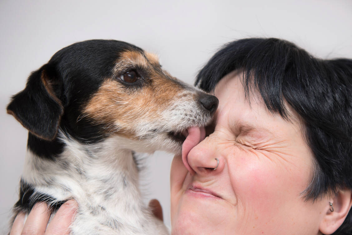 Sehr süß und sehr unhygienisch: Auch gut gepflegte Haustiere können Infektionskrankheiten übertragen. / Foto: Adobe Stock/Karoline Thalhofer