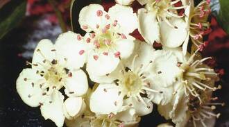 Crataegus gilt nicht nur als sichere Substanz bei allen Formen der Herzinsuffizienz, sondern verhindert vermutlich sogar den plötzlichen Herztod.
<p class="fotonachweis">Foto: Klosterfrau</p>