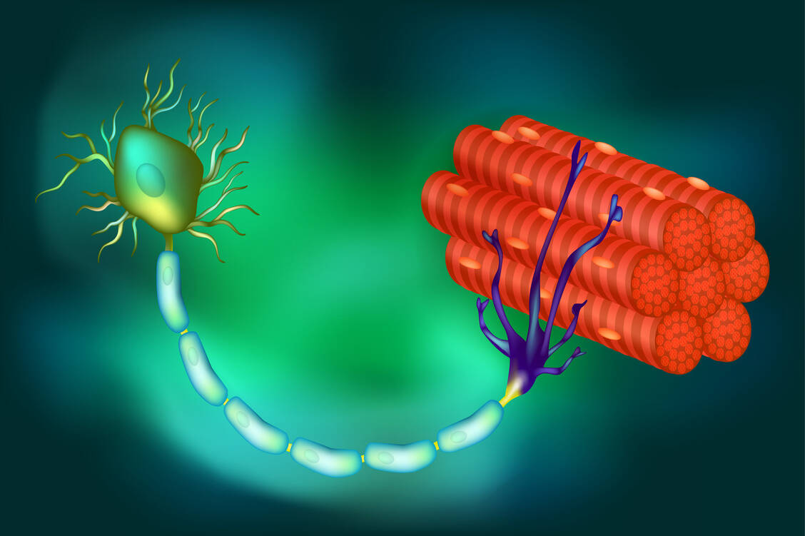 Bei der Myasthenia gravis hemmen Autoantikörper die Erregungsweiterleitung an der motorischen Endplatte. Dies führt zu abnormen Ermüdungserscheinungen der Muskulatur. / Foto: Fotolia/sakurra