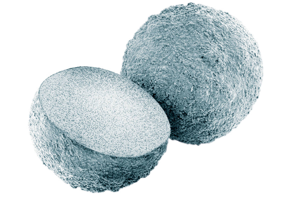 Die Sphäroide, in denen die Knorpelzellen in eine Matrix eingebettet sind, haben die Form kleiner Kügelchen. / Foto: Codon AG