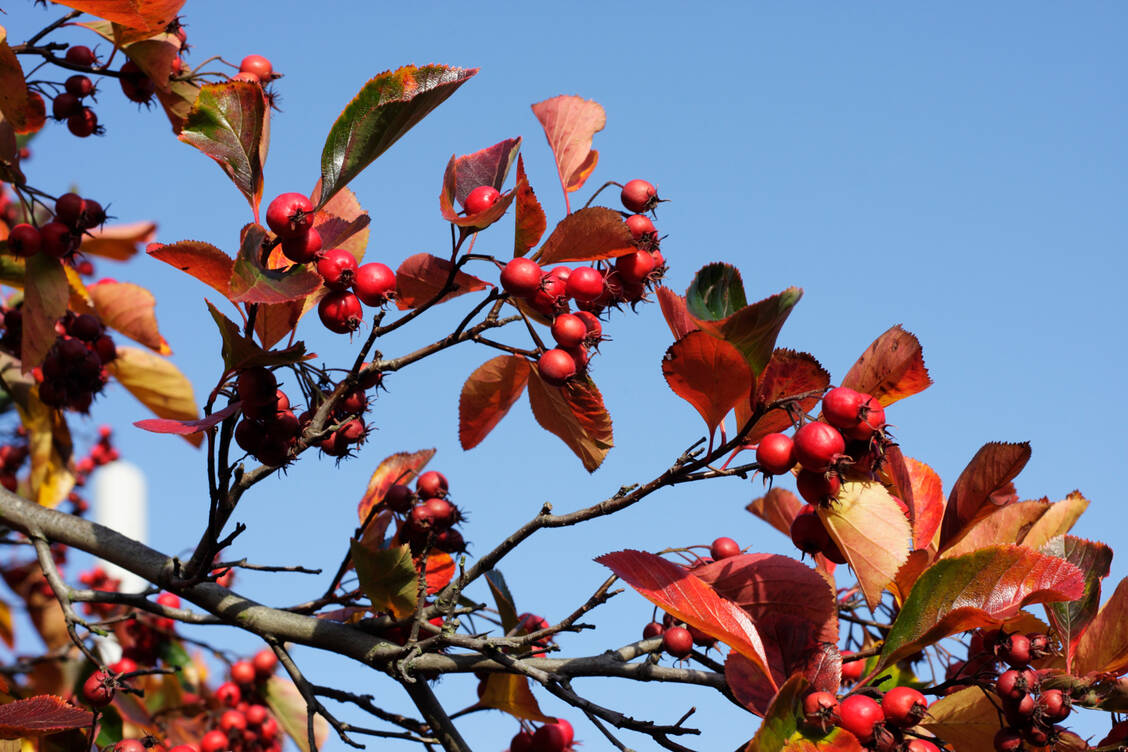 Die Echte Mehlbeere blüht ab Mai weiß. Jetzt im Herbst leuchten ihre Früchte rot. / Foto: Getty Images/Roger Whiteway