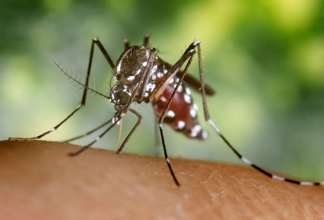 Mücken der Gattung Aedes übertragen Dengue-Viren, den Erreger des Dengue-Fiebers. / Foto: CDC/James Gathany