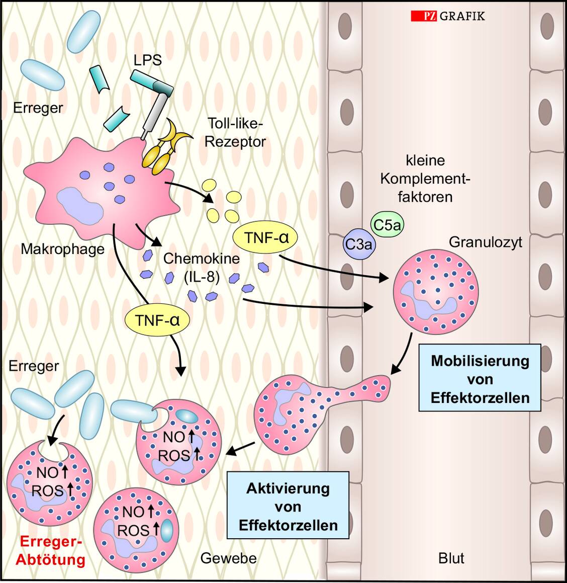 Abbildung 1: Sofortreaktionen des angeborenen Immunsystems. Nach einer ersten, relativ unspezifischen Interaktion mit dem Pathogen (linke Seite) kommt es zur Aktivierung des Komplementsystems und zur Phagozytose des Erregers. In der Folge werden weitere Immunzellen angelockt. / Foto: PZ/Spitzer, modifiziert nach Zündorf