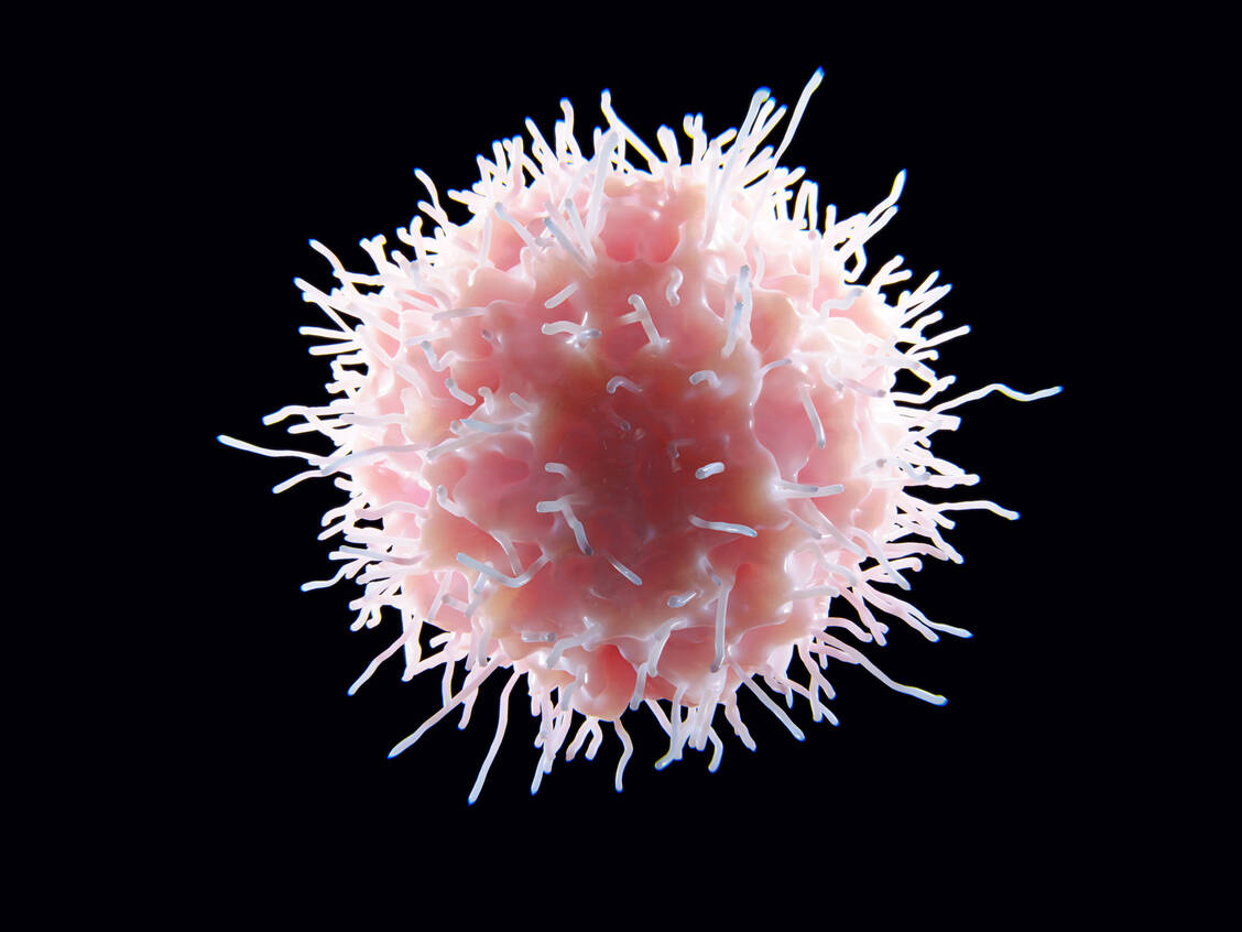 Bedingt durch den Einfluss von Typ-I-Interferonen kommt es bereits im sehr frühen Stadium einer schweren Infektion zu Änderungen bei den natürlichen Killerzellen. Begleitet wird das in der Regel von einer Funktionsstörung, die über mehrere Wochen anhalten kann. / Foto: Adobe Stock/Juan Gärtner