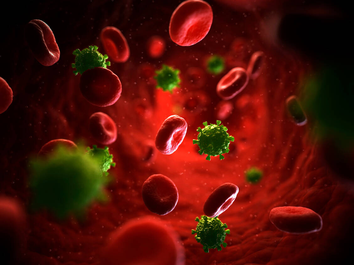 Um seinen Blutkrebs zu behandeln, war der Düsseldorfer HIV-Patient auf eine Stammzell-Transplantation angewiesen. Die Ärzte fanden einen Spender mit besonderer Mutation auf den weißen Blutkörperchen, durch die die HI-Viren die Zellen nicht kapern können (Symbolbild mit roten Blutkörperchen). / Foto: Getty Images/Science Photo Library - SCIEPRO