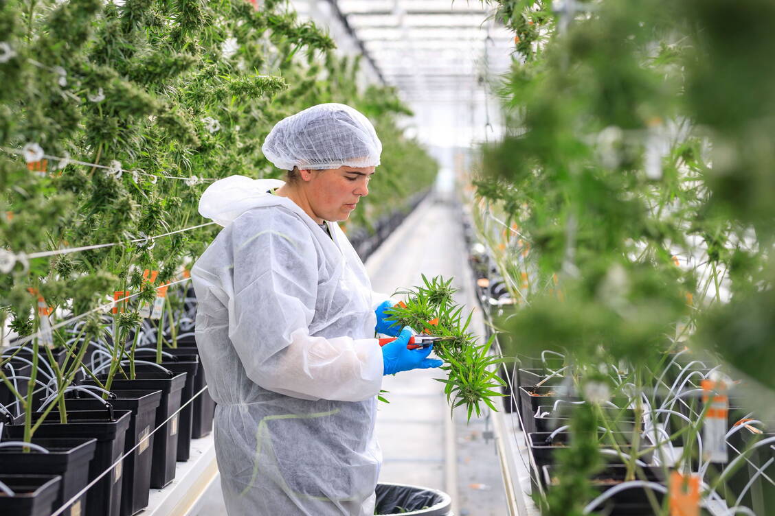 Mitarbeiterin bei der Ernte auf dem EU-Campus von Tilray im portugiesischen Cantanhede. / Foto: Tilray