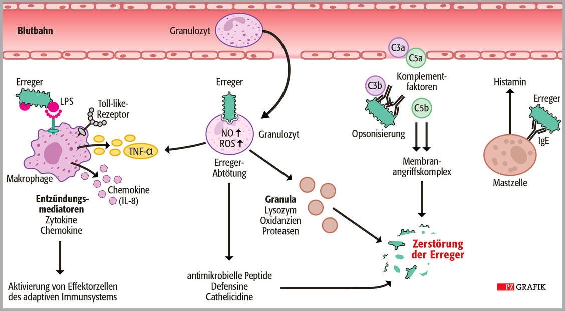 Abbildung 1: Zahlreiche Zellen und Mediatoren sind am Entzündungsgeschehen beteiligt. PAMP: Pathogen-associated molecular patterns (Pathogen-assoziierte molekulare Muster), PRR: Pattern recognition receptors (Mustererkennungsrezeptoren), IgE: Immunglobulin E / Foto: PZ/Stephan Spitzer