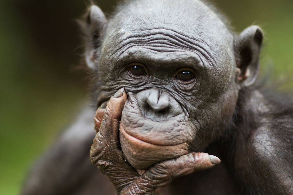 Schlauer als gedacht: Bonobos sind potenziell in der Lage, sich Dinge vorzustellen, die real nicht existieren. / © Getty Images/Anup Shah