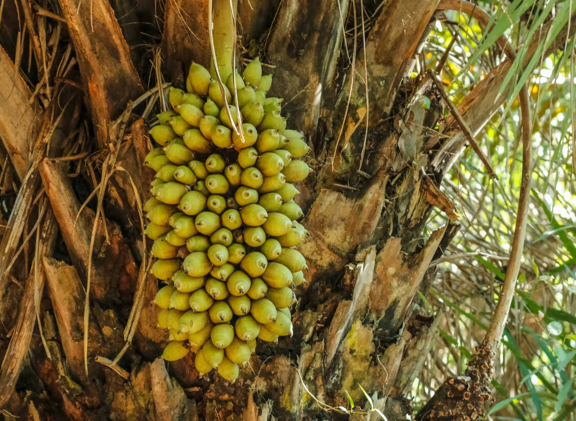Die Früchte der Cusi-Palme nutzen indigene Frauen in Bolivien, um Seifen oder Haarpflegemittel herzustellen. Mit der Arbeit tragen sie zum Einkommen der Familie bei. / Foto: Adobe Stock/Janet Horton/Danita Delimont