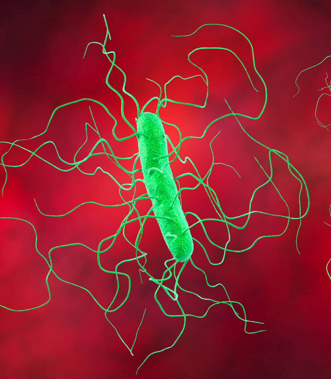 Clostridioides difficile ist einer der häufigsten Krankenhauskeime. In Immungeschwächten kann er lebensbedrohliche Durchfallerkrankungen verursachen. / Foto: Imago/Science Photo Library